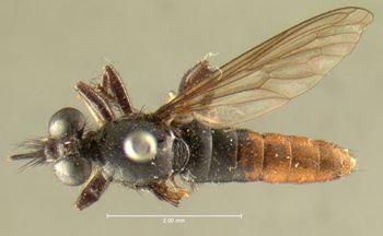 Media type: image;   Entomology 12843 Aspect: habitus dorsal view